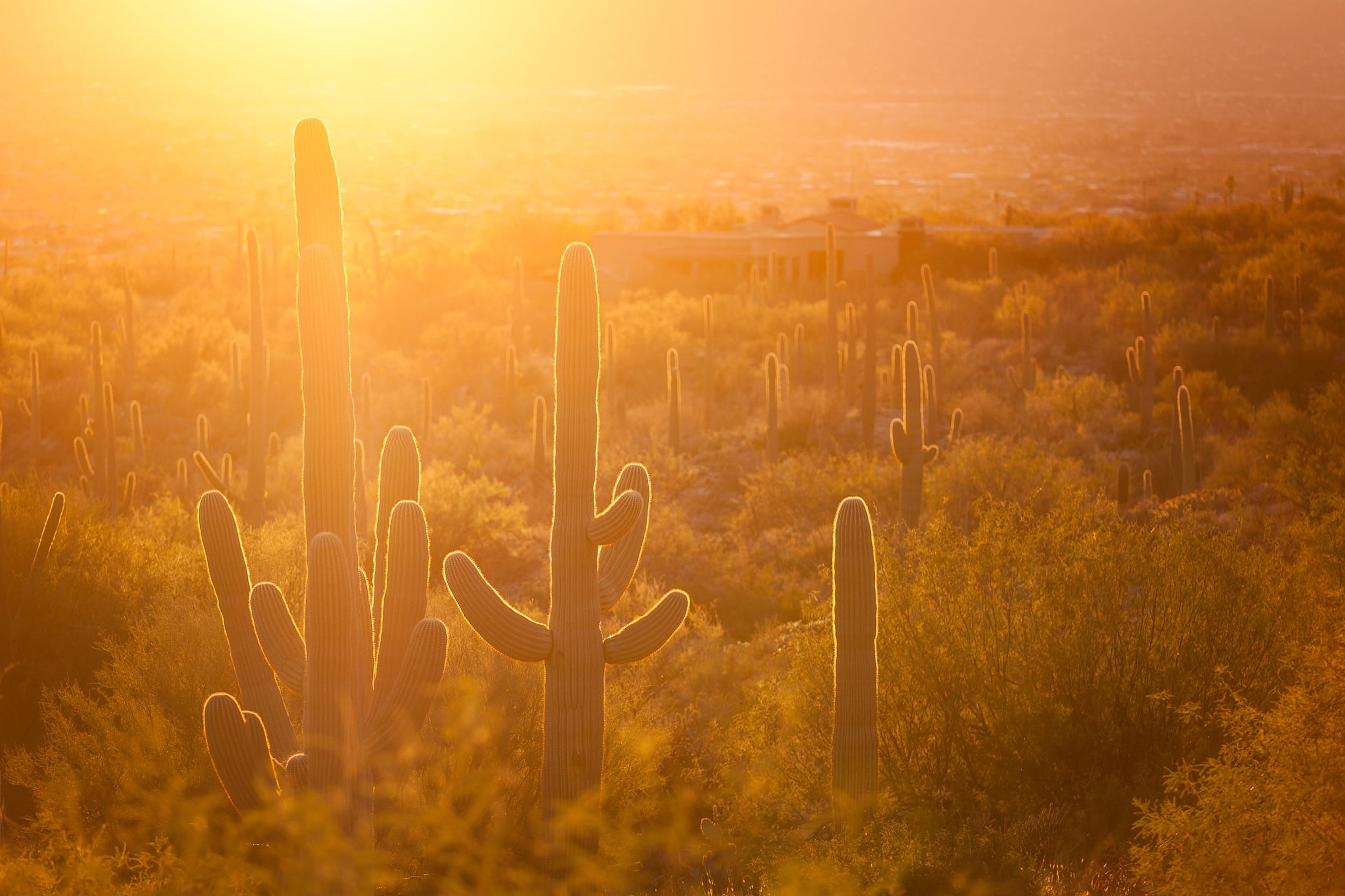 Arizona Cactus Sunset
