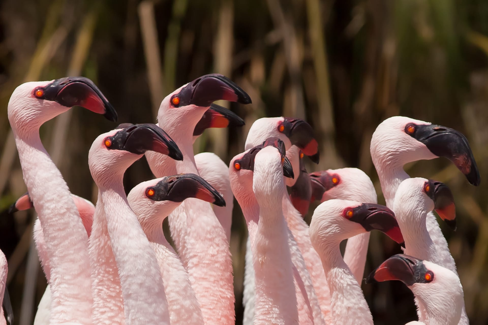 Flamingo close