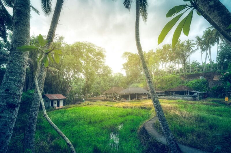 Bali Plumeria In HDR