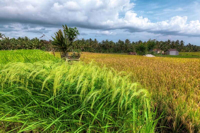 Bali Rice Field Tower