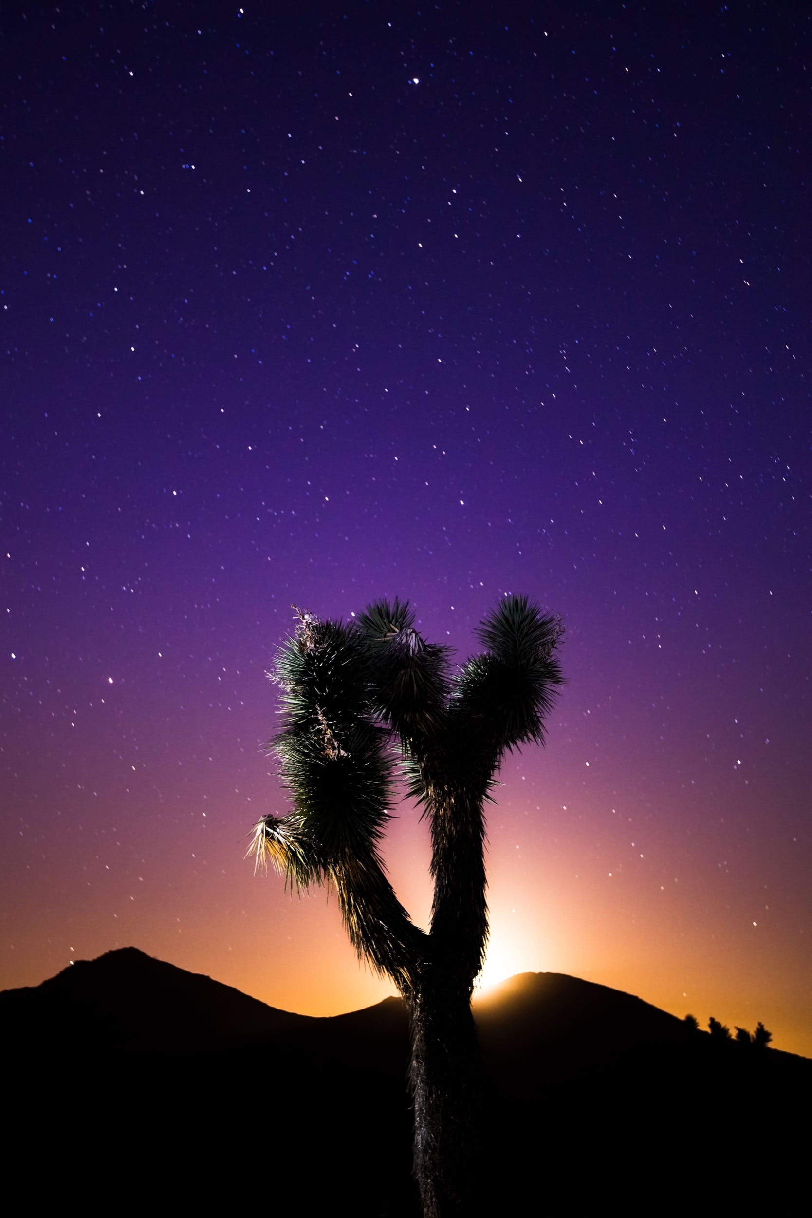 Joshua Tree, Backlit by the Moon