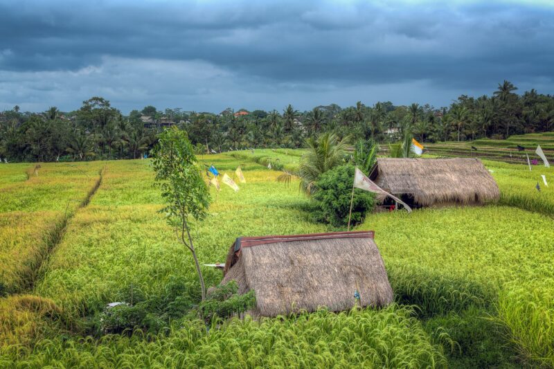 Rice Huts of Bali