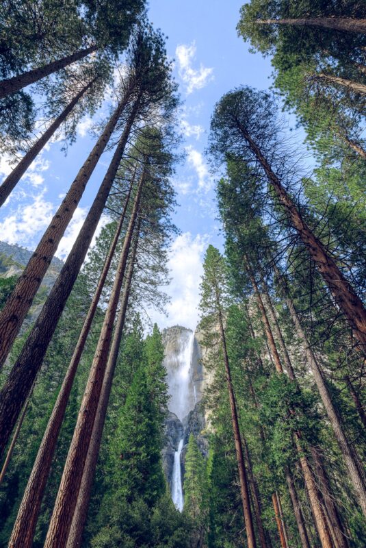 Looking up at the Yosemite Falls