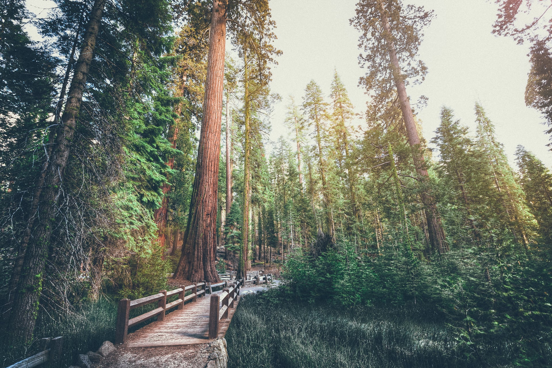 Mariposa Grove