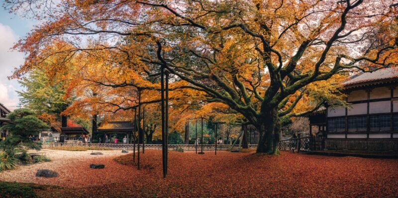 Raizan Sennyoji Daihioin Maple Tree Autumn colors