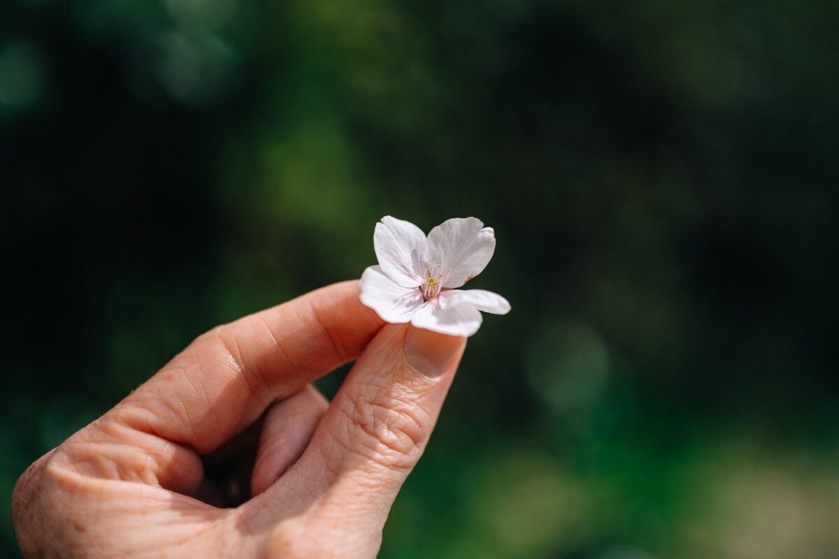 Sakura