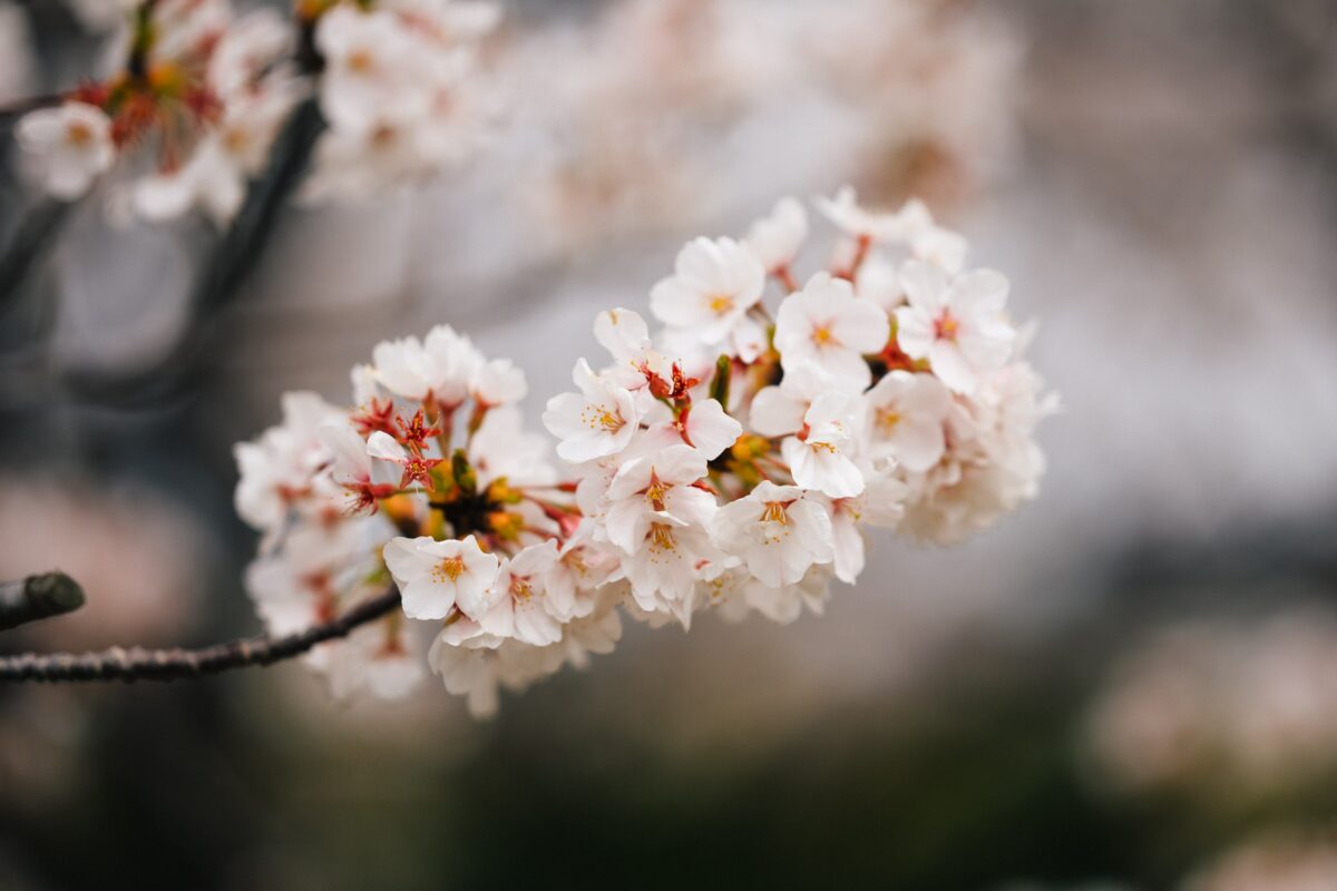 Sakura