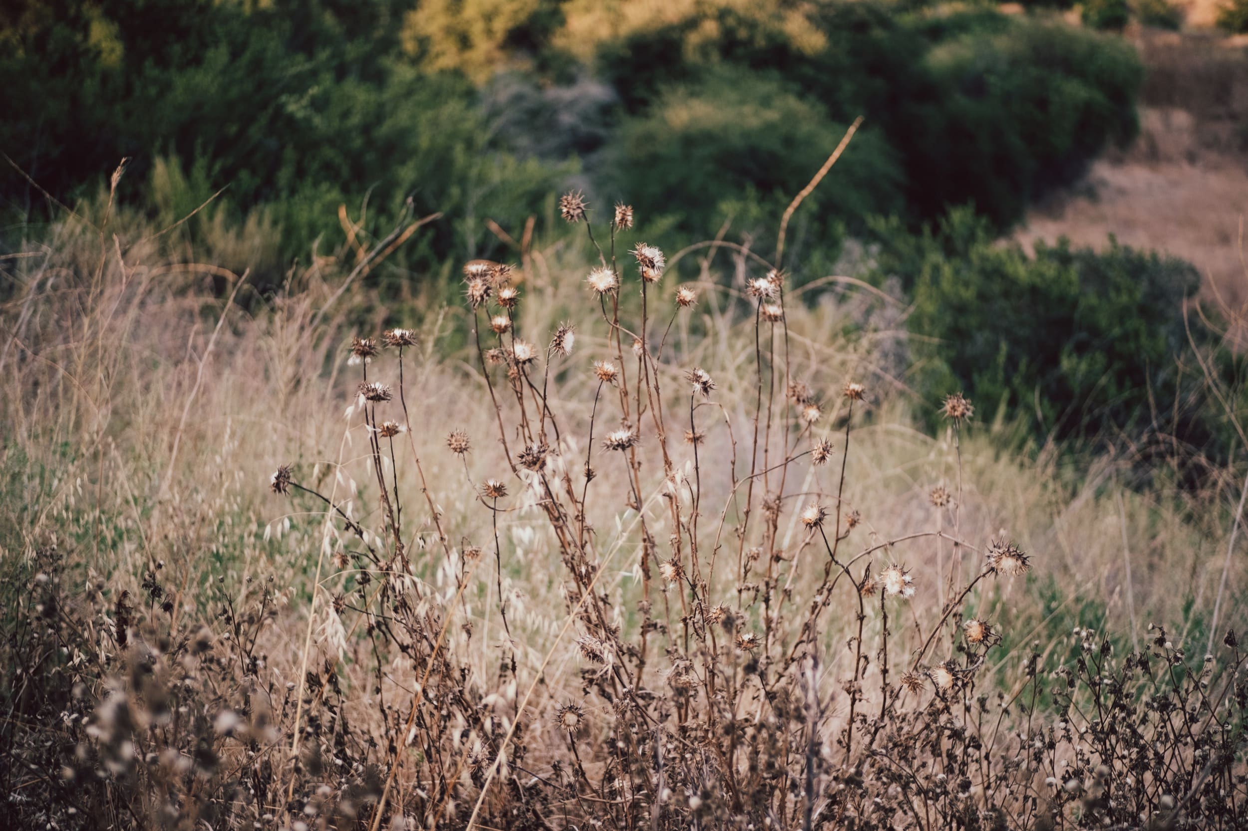 Bokeh Sample