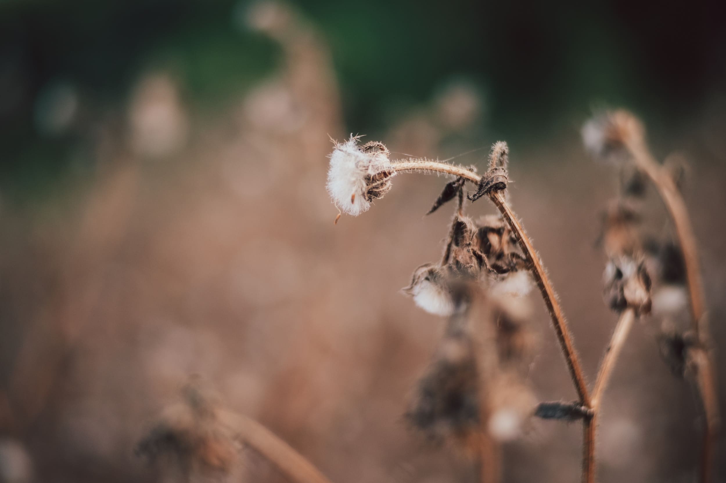Bokeh Sample