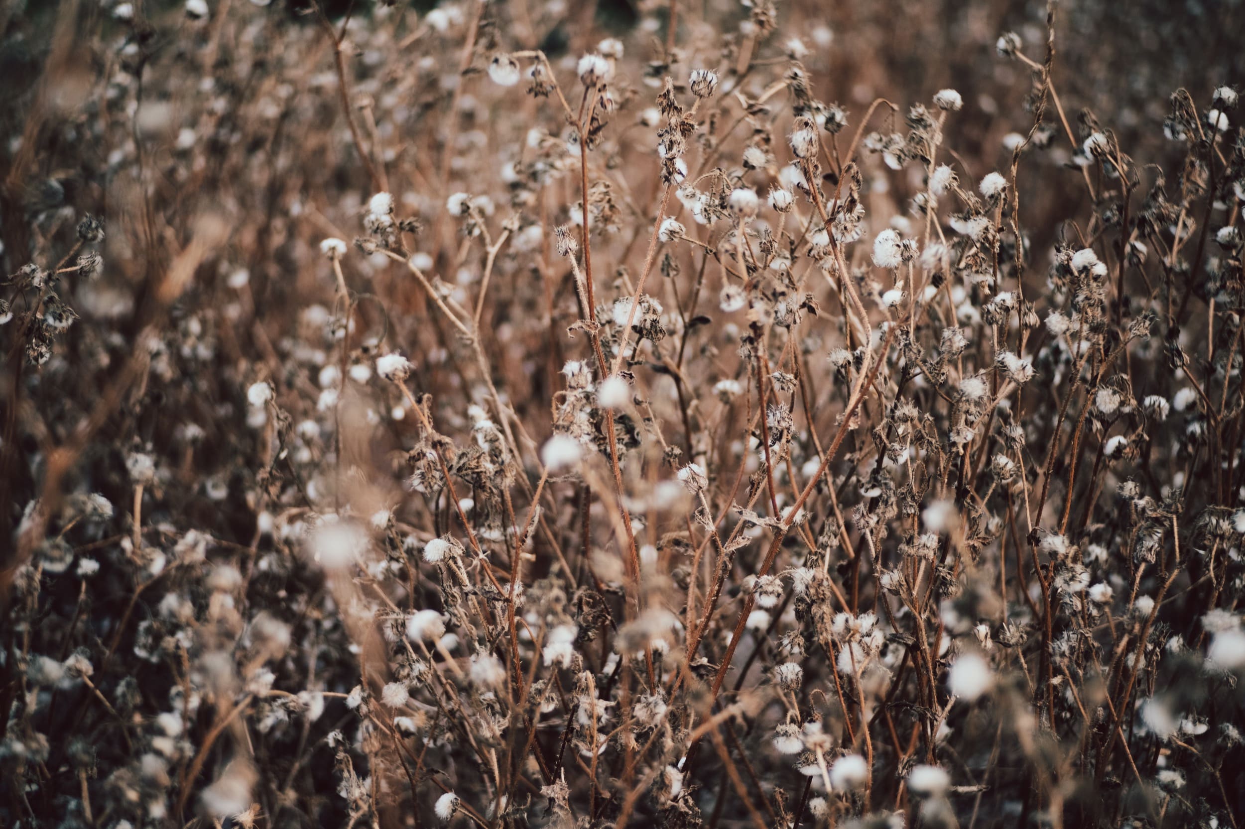 Bokeh Sample