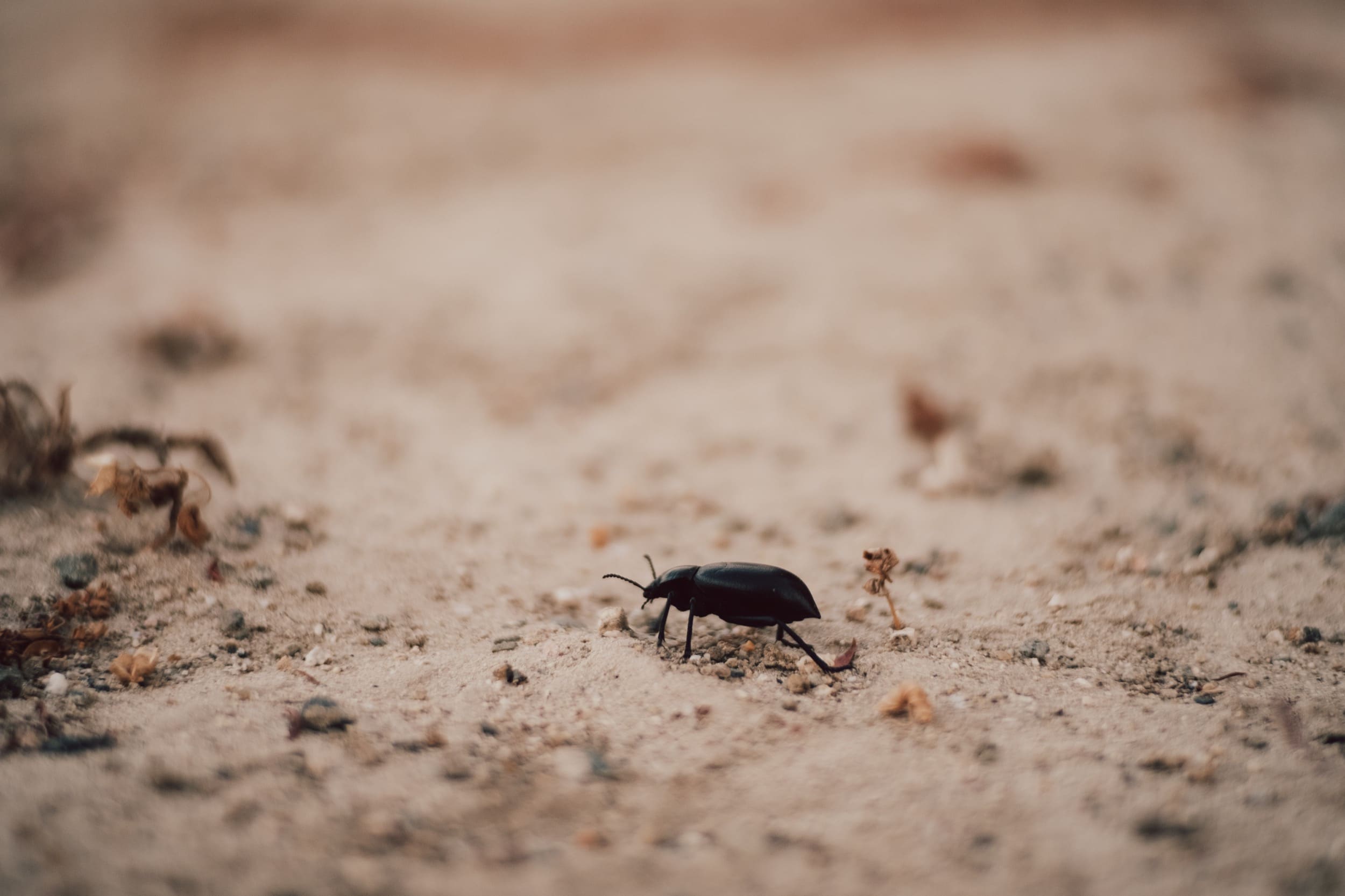 Bokeh Sample