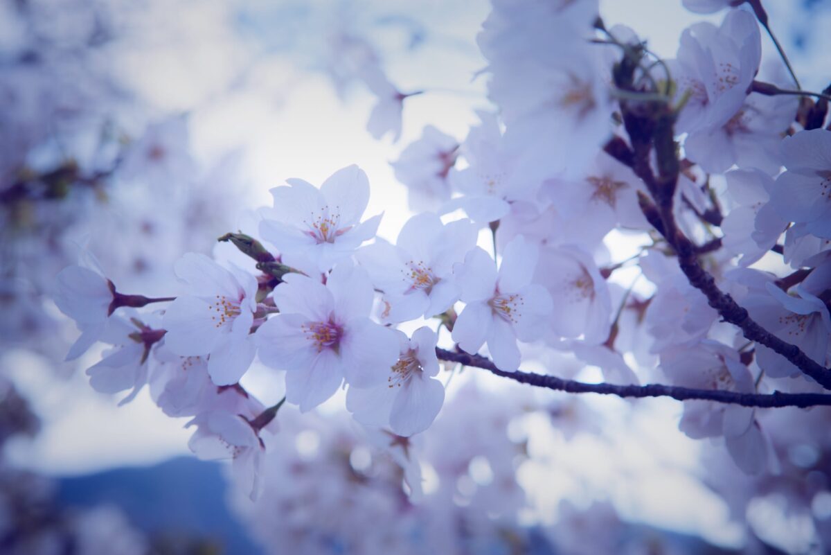 Cherry Blossoms