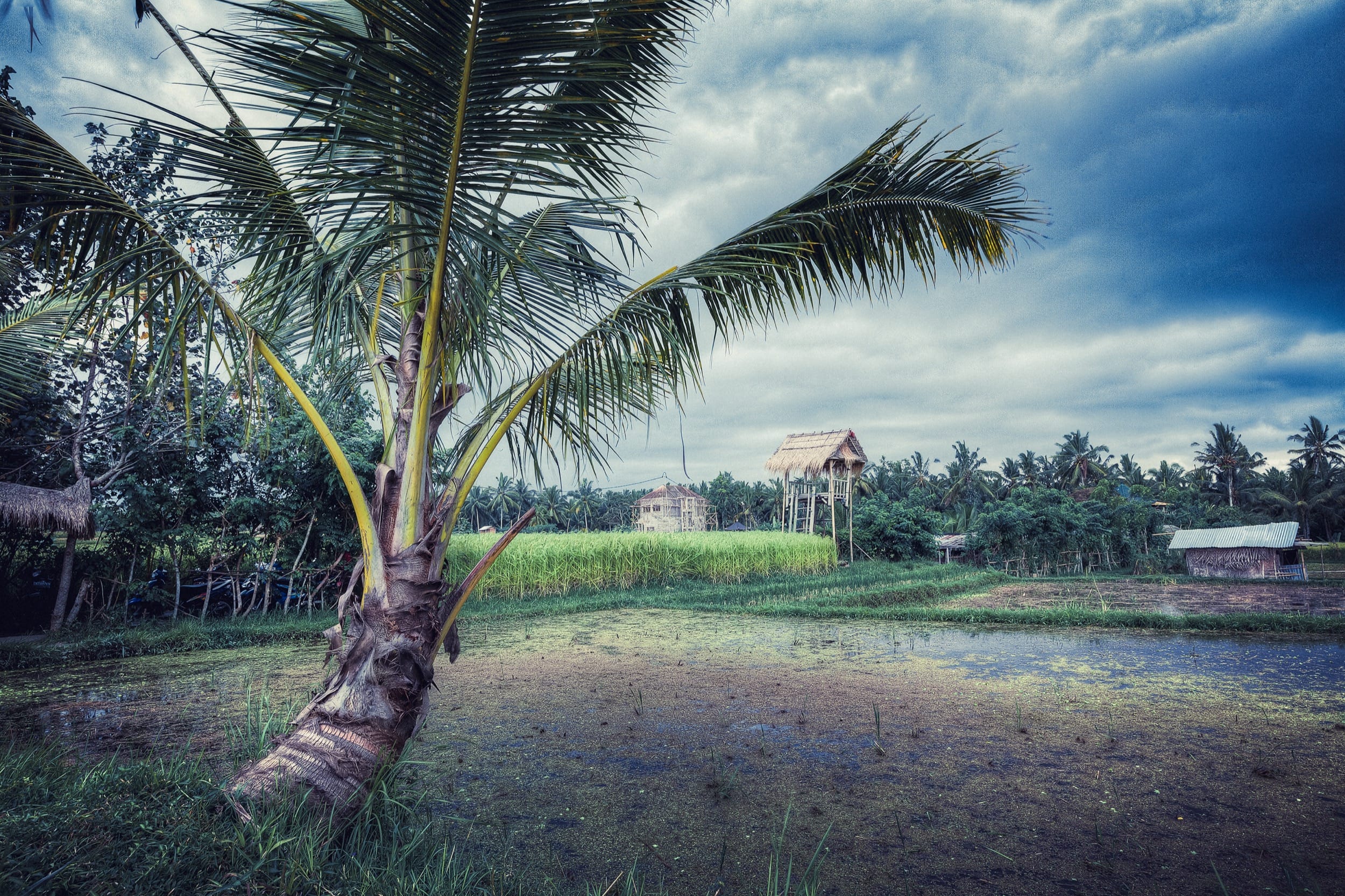 Bali Rice Fields Palm Tree Retro Color Edit