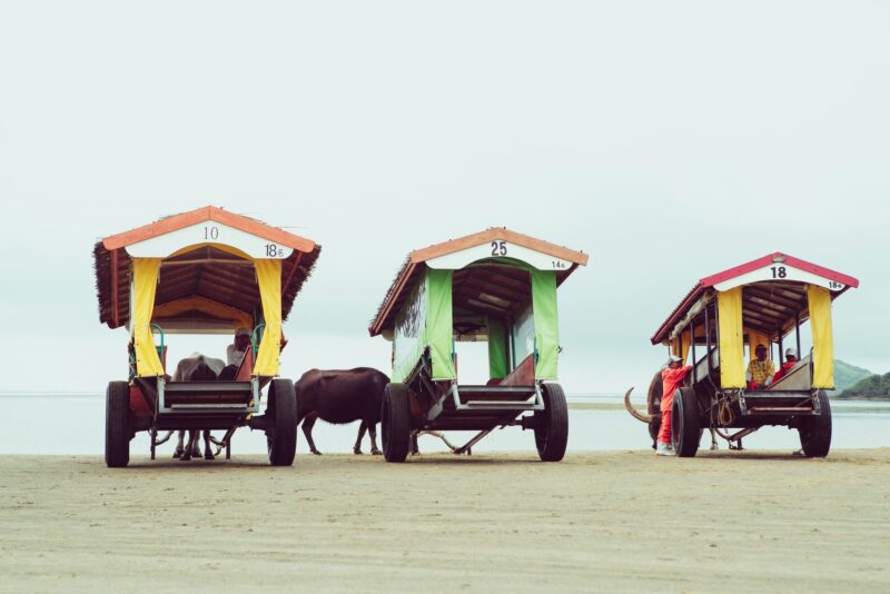 Ox Wagons Of Okinawa Japan