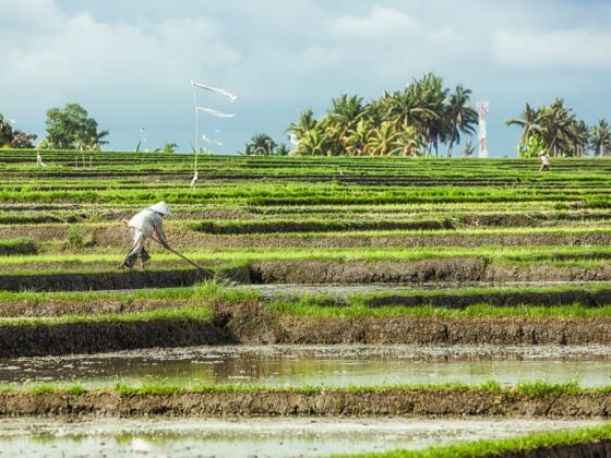 Bali Rice Fields