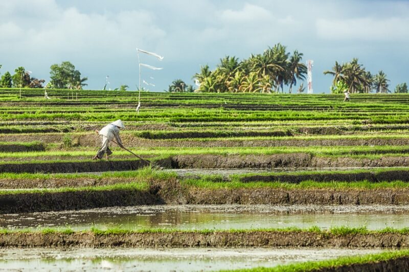 Bali Rice Farmer