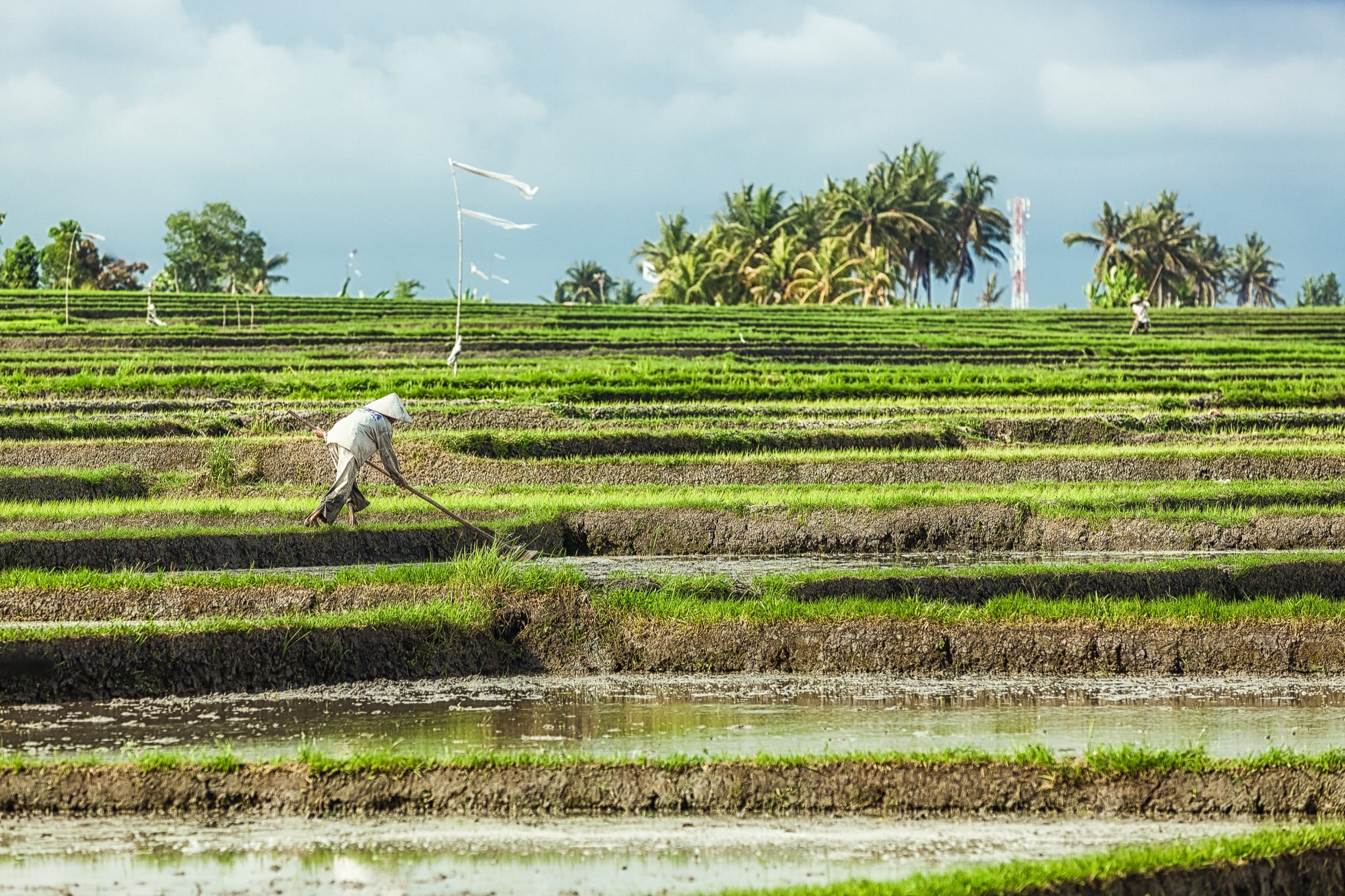 Bali Rice Fields