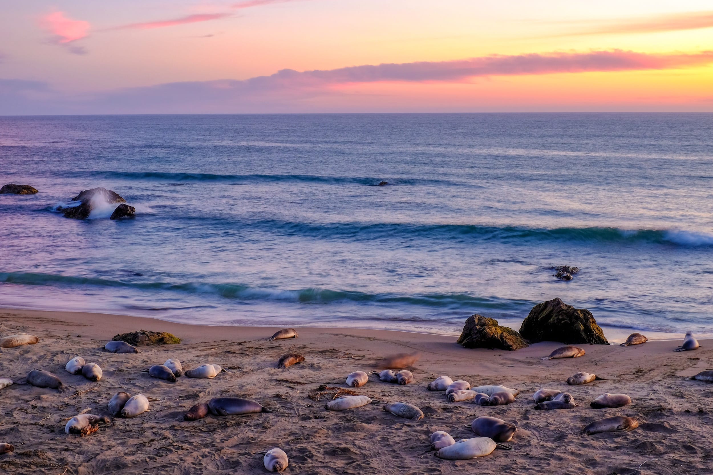 Sleeping Elephant Seals