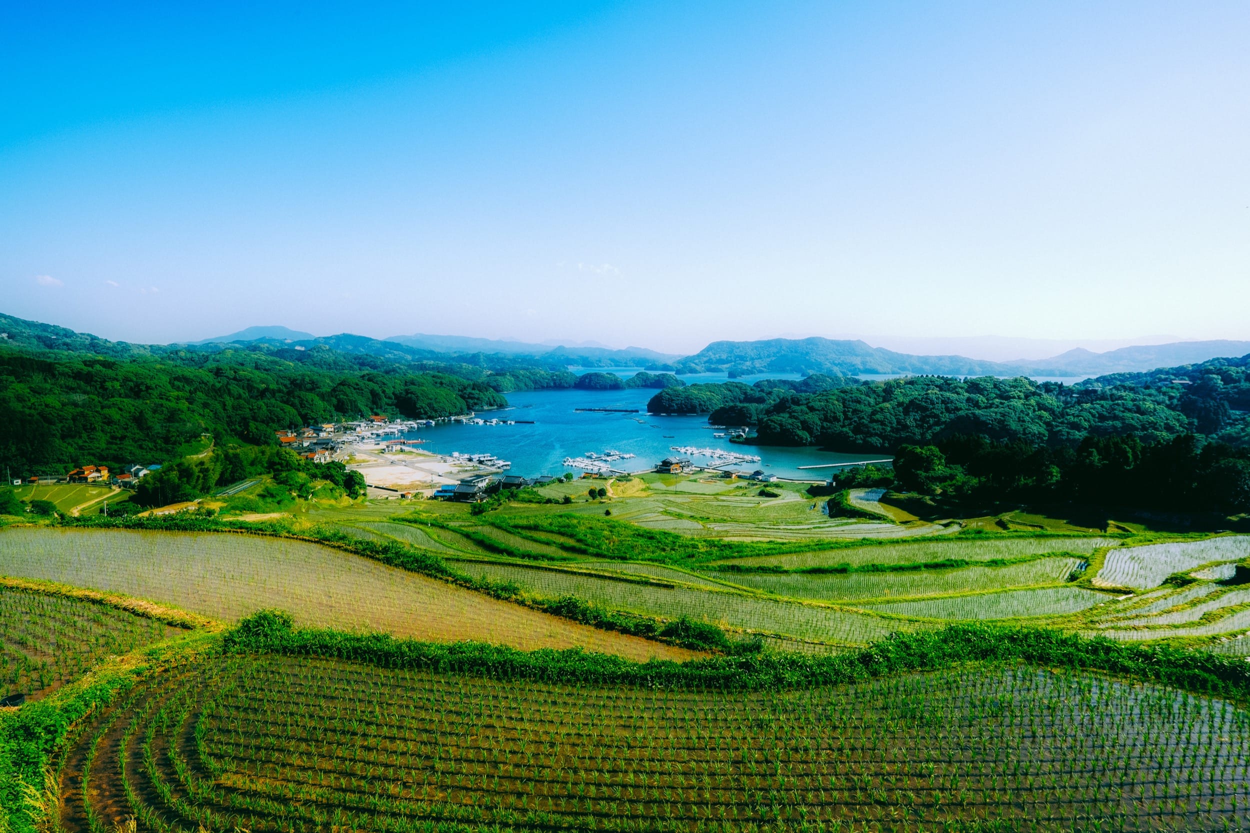 Japan Southern Rice Fields