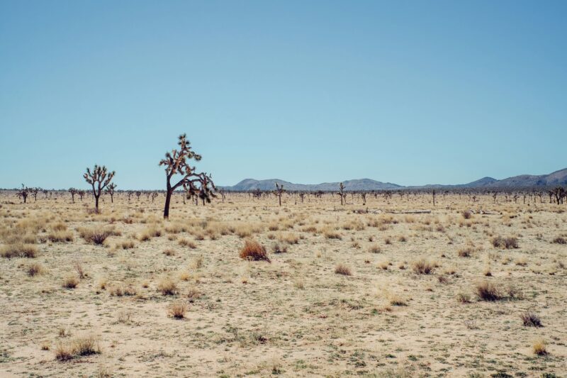 Joshua Tree – Fujifilm XT1