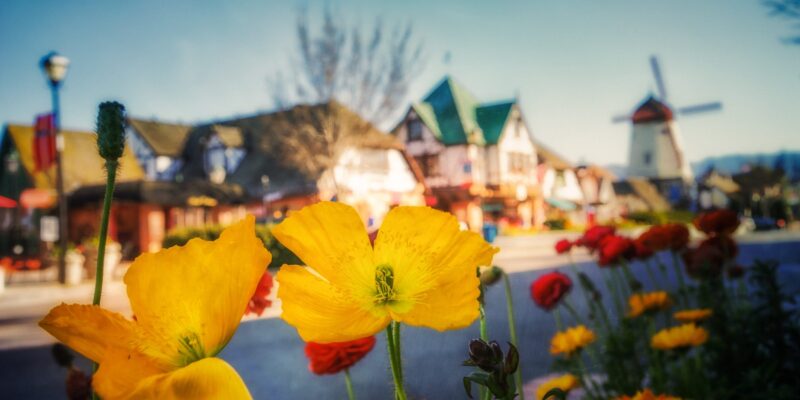 Solvang Poppies