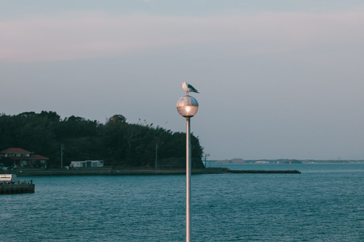 Bird Lamp
