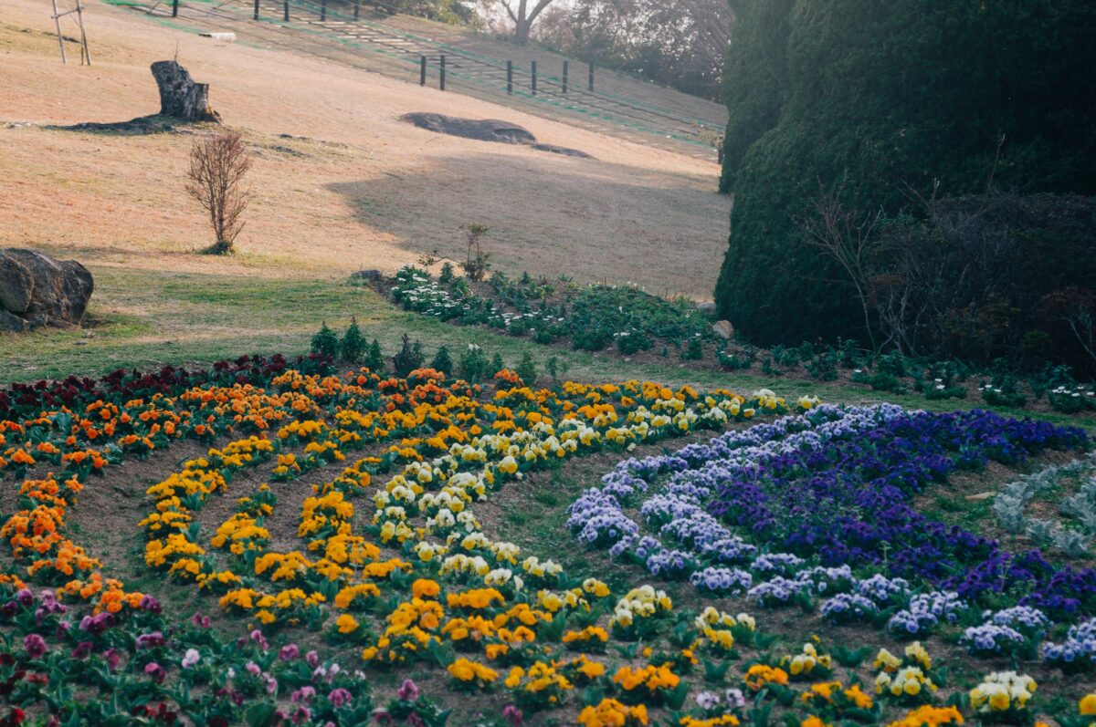 Flower Field