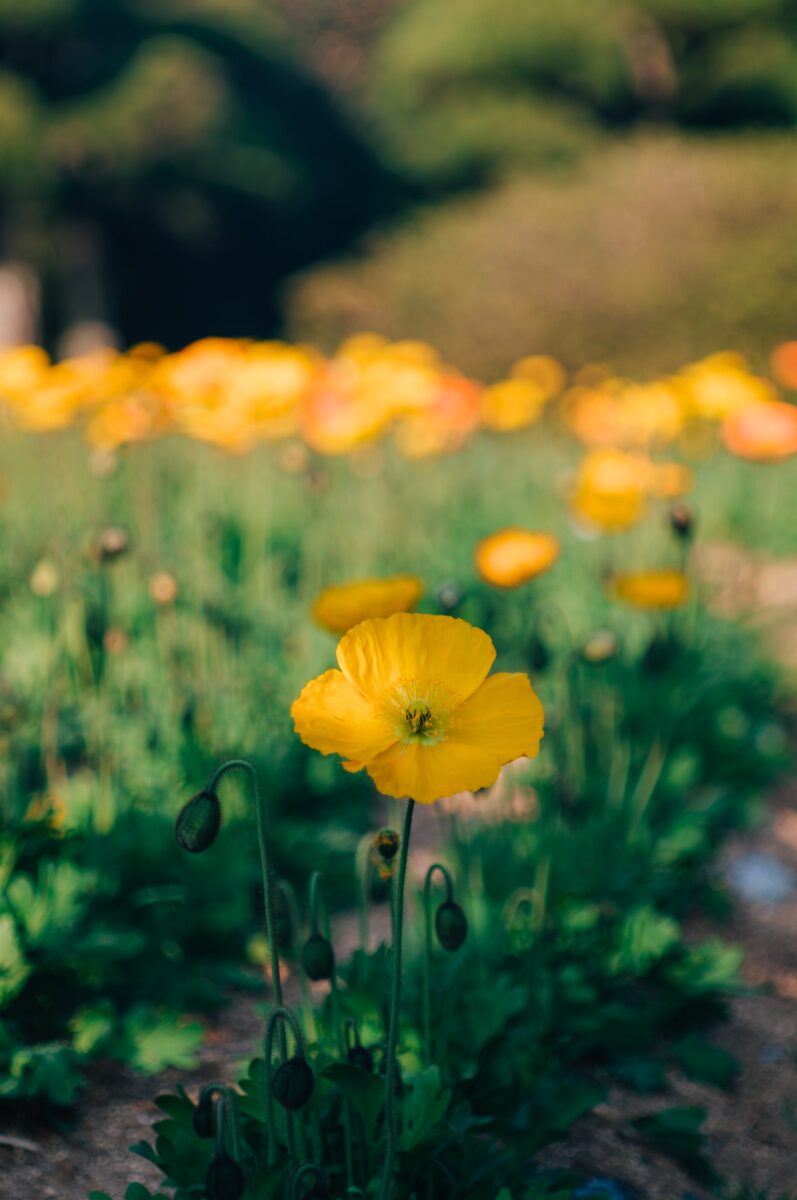 Poppies