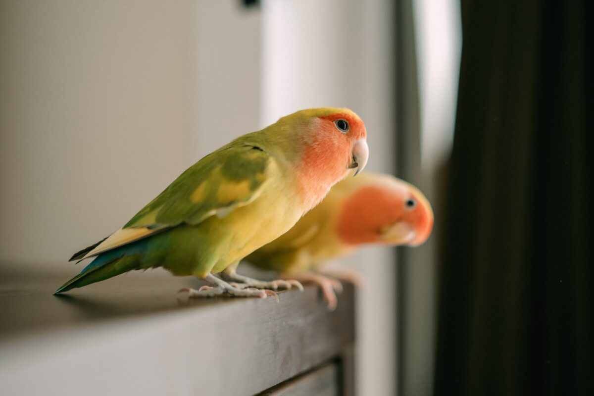 Crazy Birds