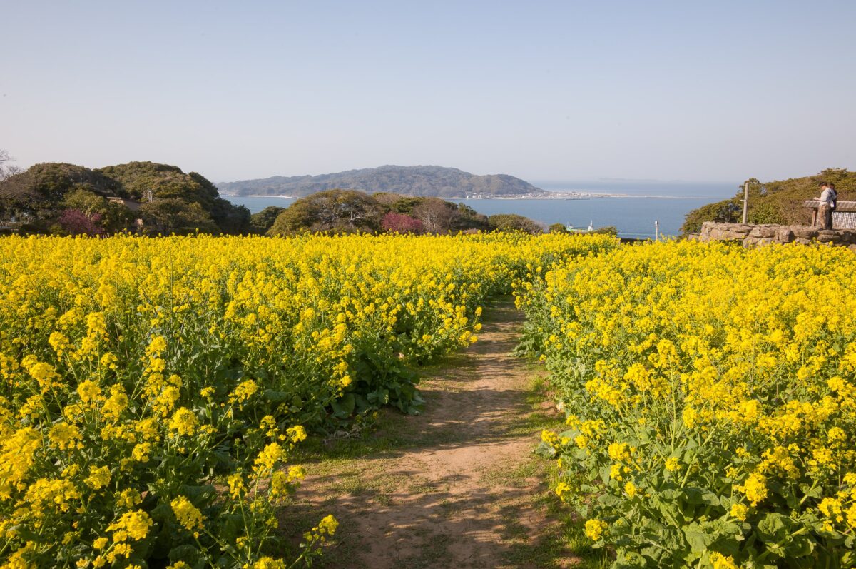 Flower Fields