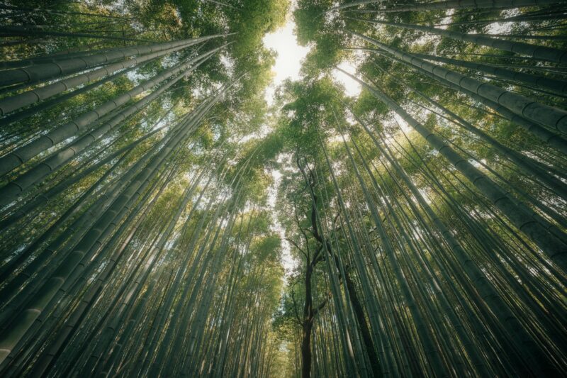 Kyoto Bamboo Forest