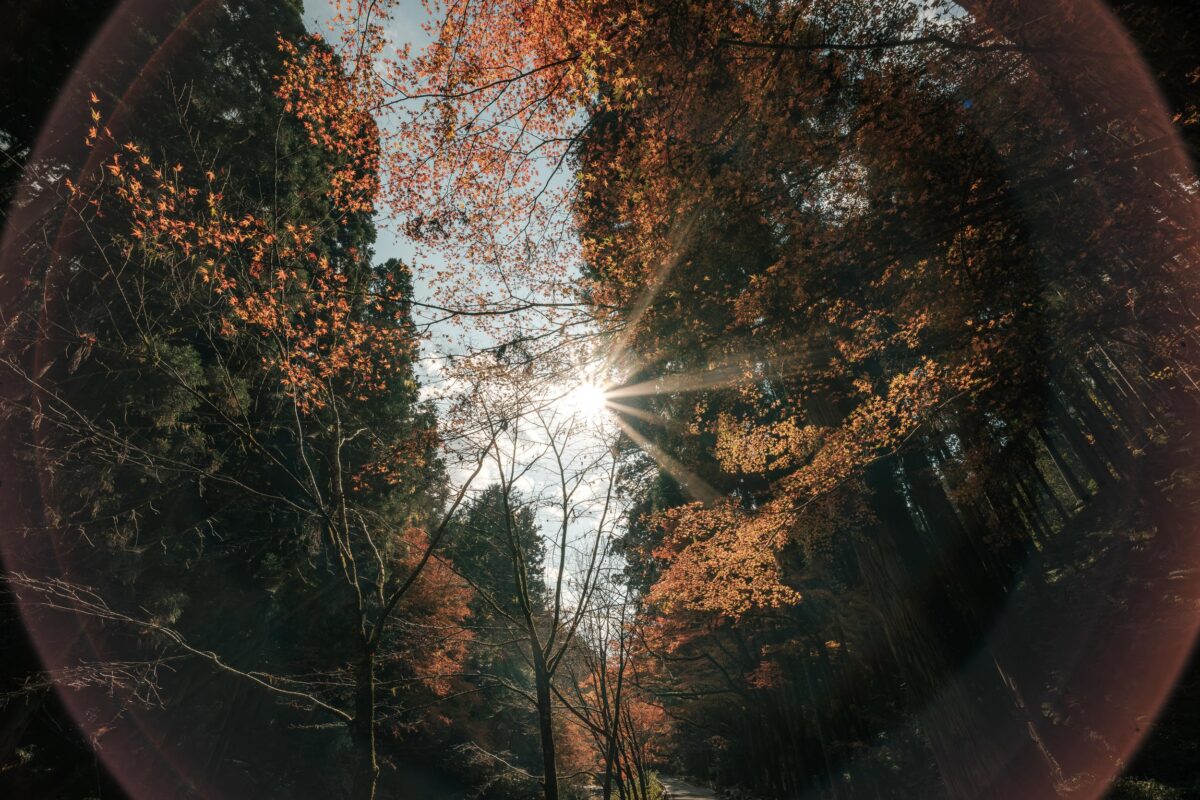 Viltrox 9mm f2.8 Ghosting and Flares