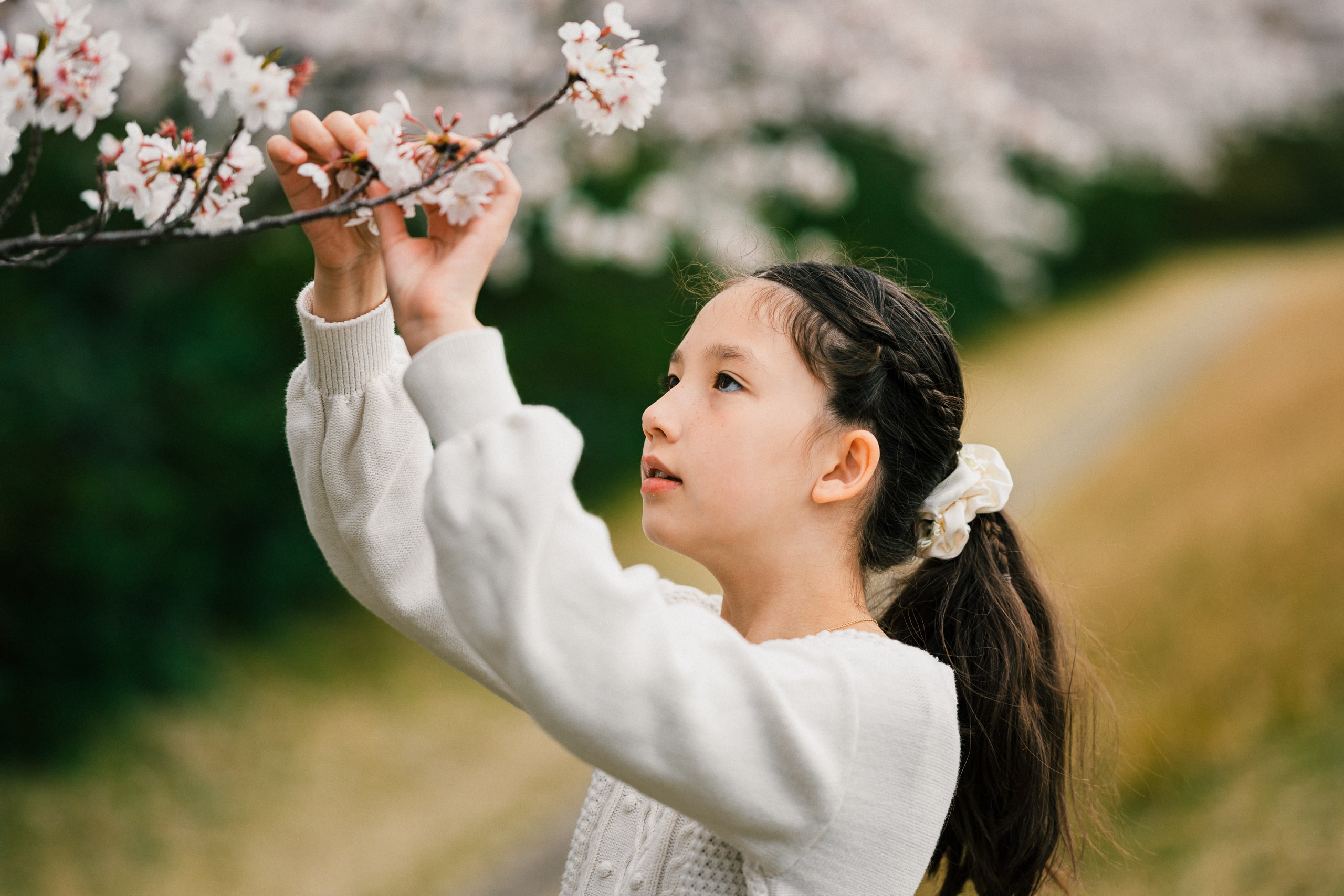 Kalina Picking Sakura