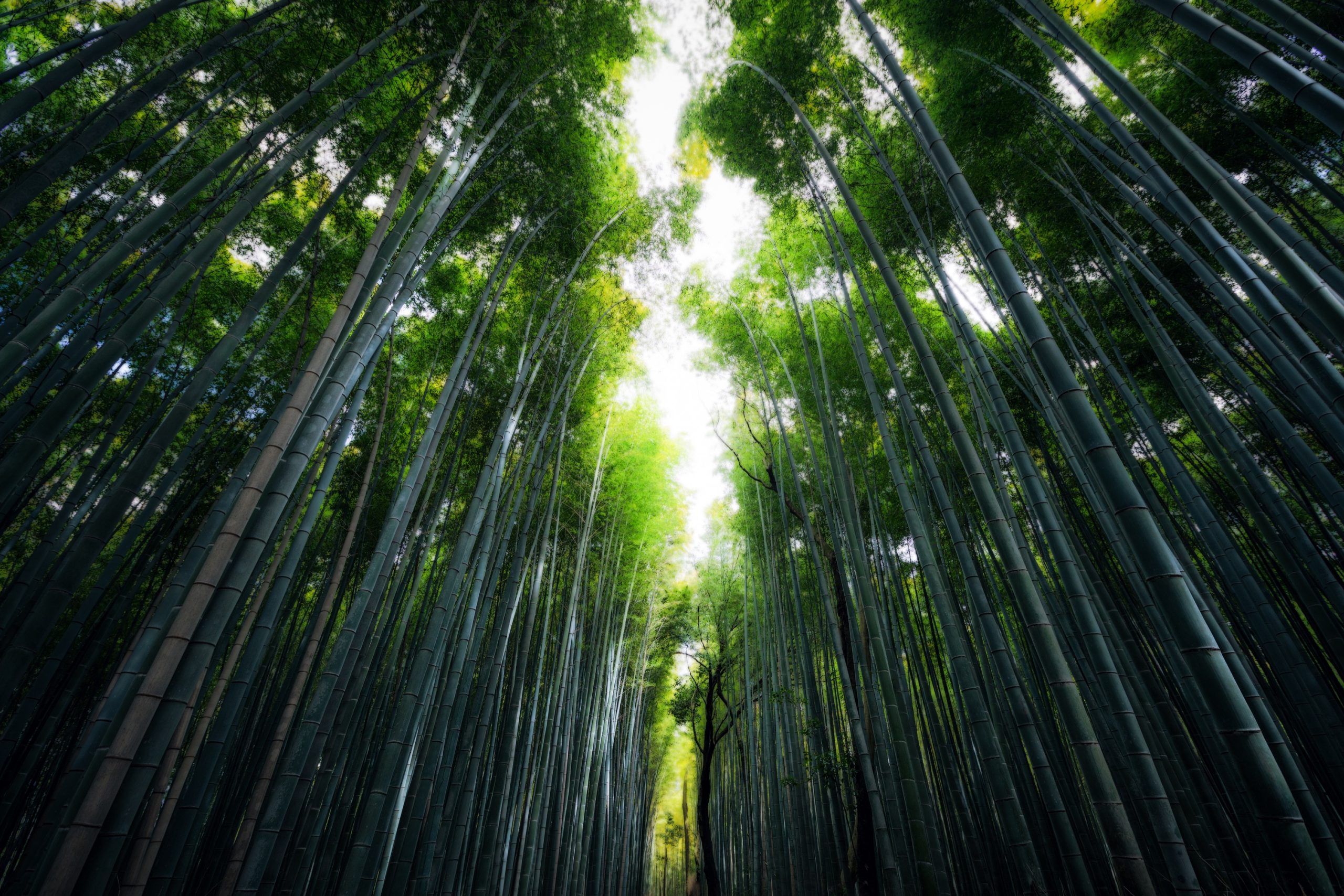 Kyoto Bamboo