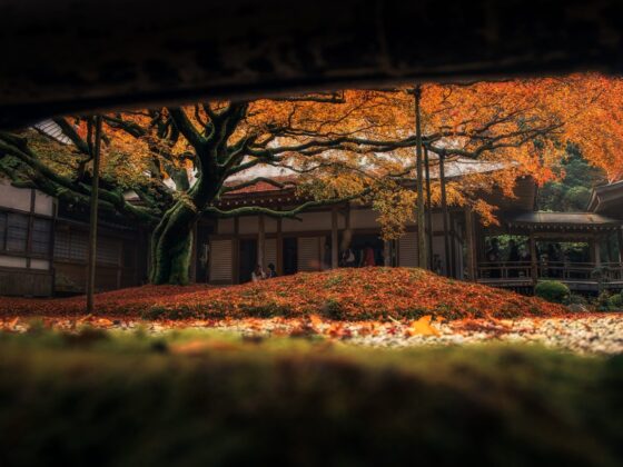 Canon RF 24-105mm f4L Sample Image