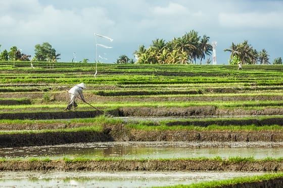 Bali Rice Fields