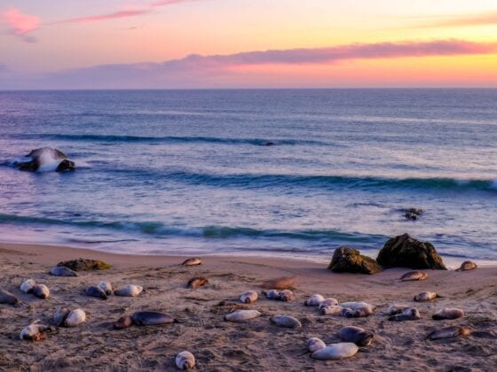 Sleeping Elephant Seals