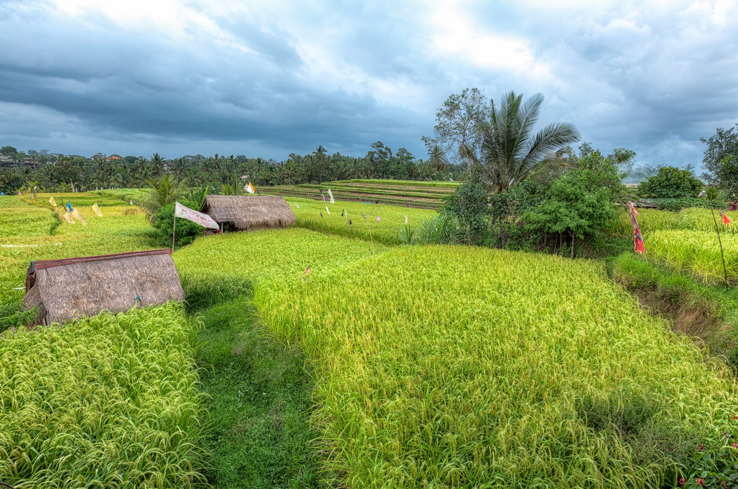 Bali Rice Fields in HDR