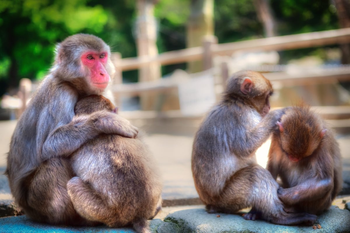 Japanese Monkey Mountain