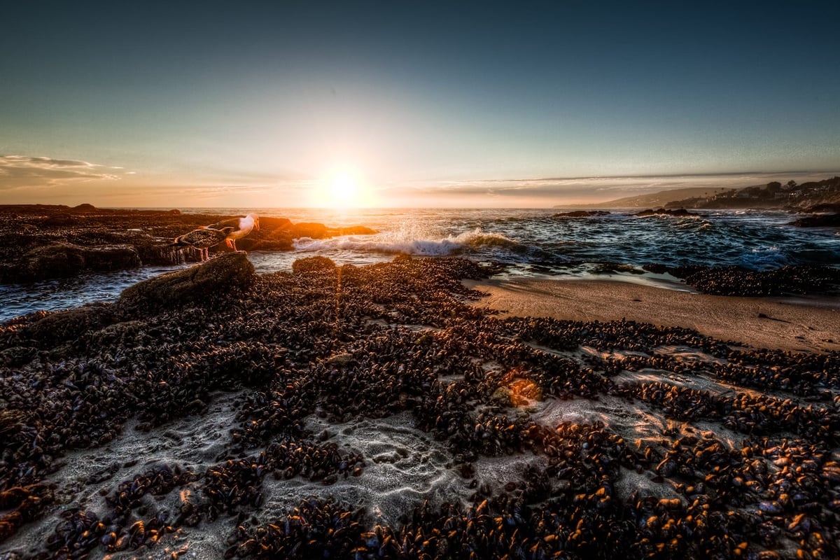 Two Seagulls in a sea of Mussels