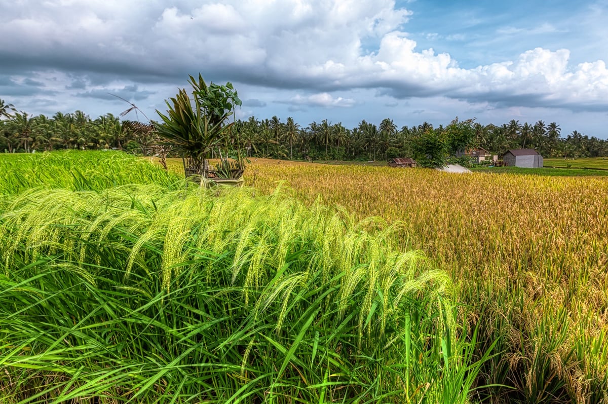Bali Rice Field Tower