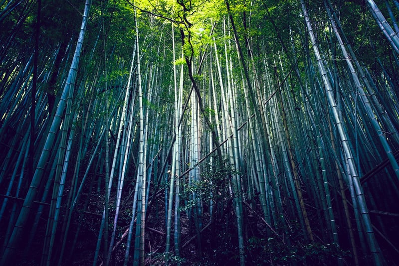 Lost In The Woods – A7r