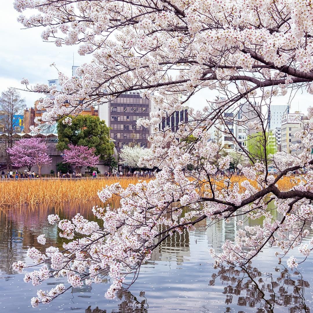 Fine Art Photo of Cherry Blossoms in Tokyo Japan