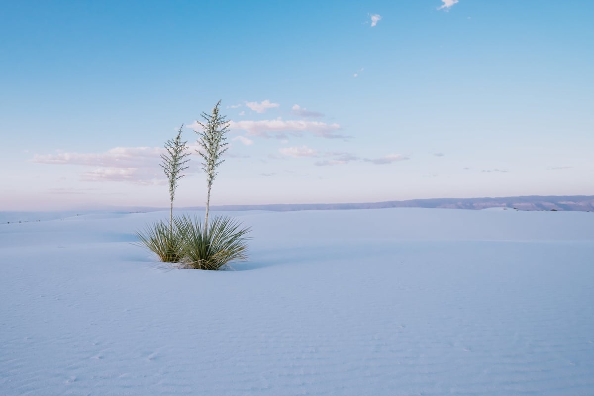 Twin Plants in White Sands