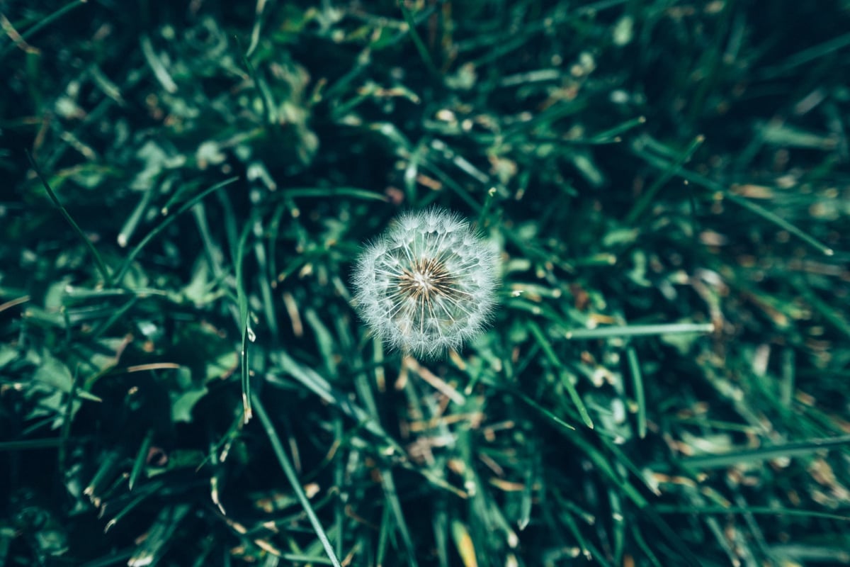 Fujifilm 14mm close focus sample - macro