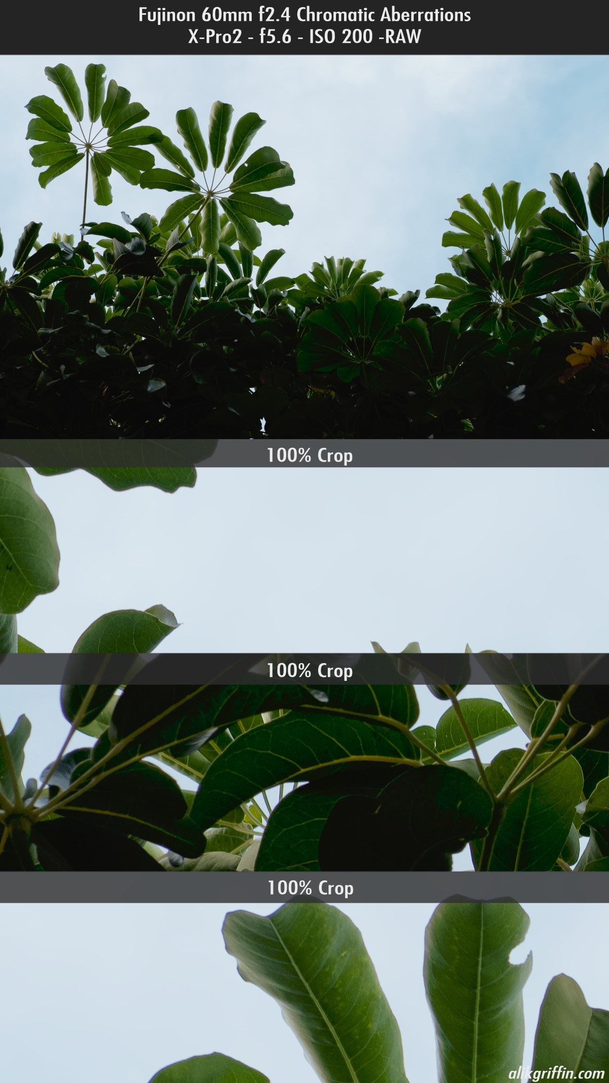 Fuji 60mm f2.4 Chromatic Aberrations