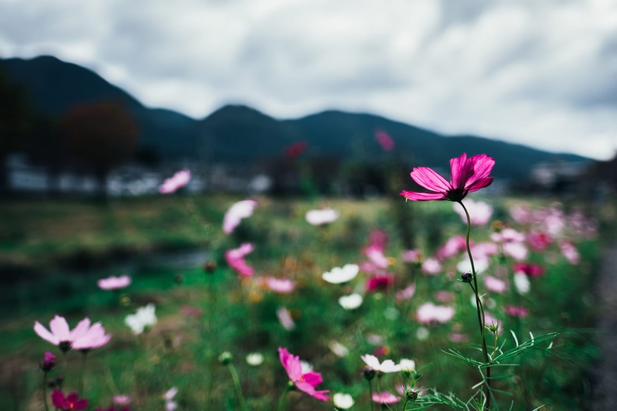 Fujifilm 16mm real world bokeh