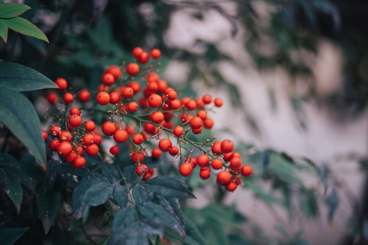 Handevision 75mm Bokeh Sample