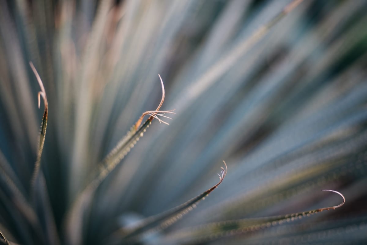 Handevision 75mm Bokeh Sample