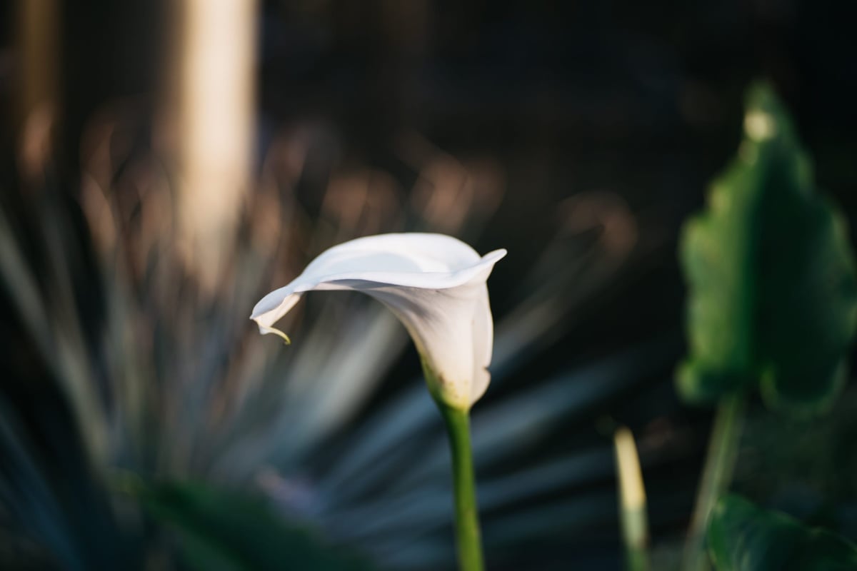 Handevision 75mm Bokeh Sample